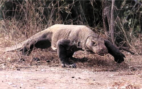 Komodo Dragon